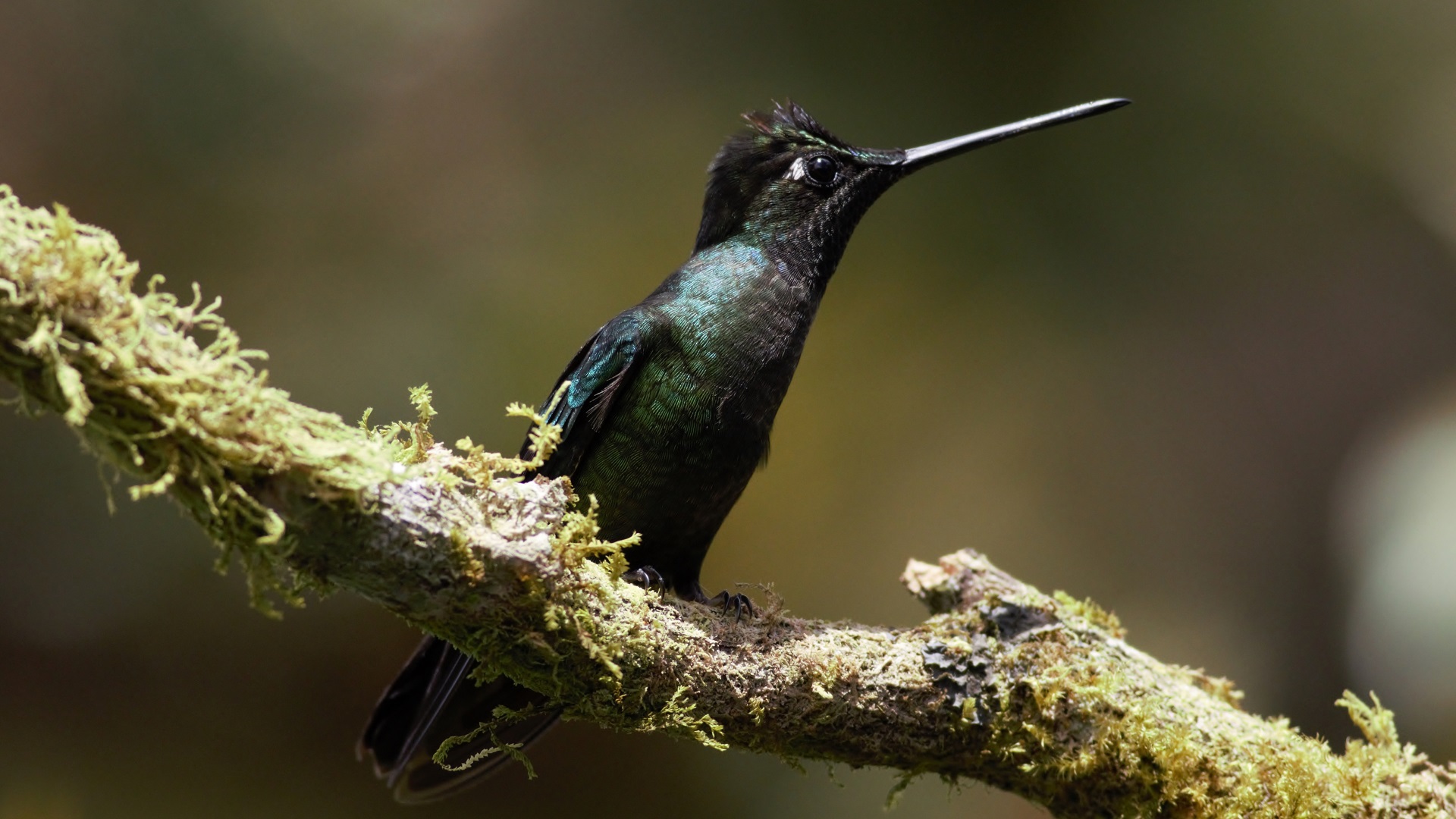 Green-crowned Brilliant — Ana fotoğraf